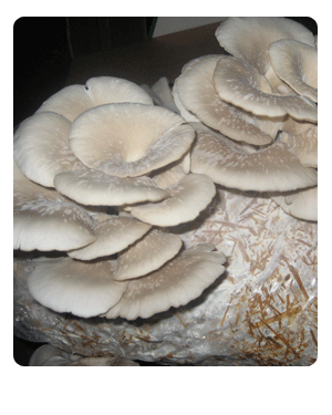 Ready to Grow Pearl Oyster Mushroom Kit
